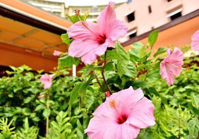 pixta_74681859_M-min